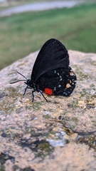 Eumaeus atala