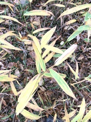 Chasmanthium latifolium