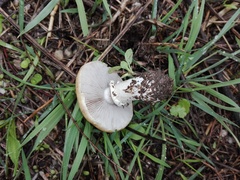 Stropharia coronilla