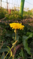 Sonchus arvensis