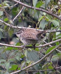 Campylorhynchus jocosus