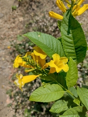 Tecoma castanifolia