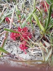 Crassula expansa