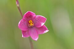 Thelymitra × irregularis