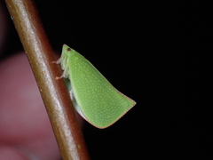 Siphanta acuta