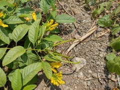 Tecoma castanifolia