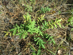 Potentilla longifolia