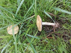 Stropharia coronilla