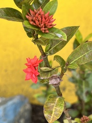 Ixora coccinea