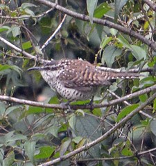 Campylorhynchus jocosus