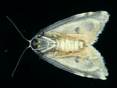 Thallarcha sparsana
