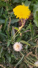 Sonchus arvensis