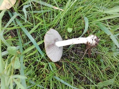 Stropharia coronilla