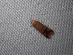 Tachystola hemisema