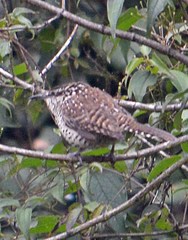 Campylorhynchus jocosus