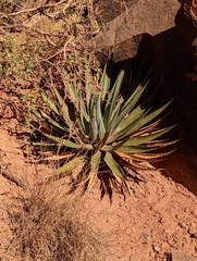 Agave utahensis
