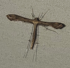 Lantanophaga pusillidactylus