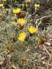 Leysera gnaphalodes