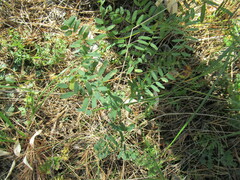 Vicia nervata