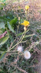Sonchus arvensis