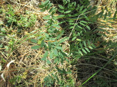 Vicia nervata