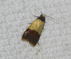 Heteroteucha dichroella