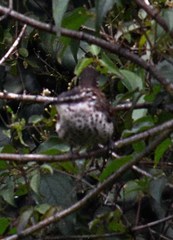 Campylorhynchus jocosus