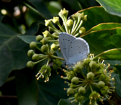 Celastrina argiolus