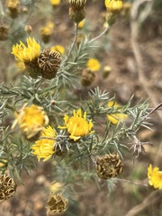 Leysera gnaphalodes