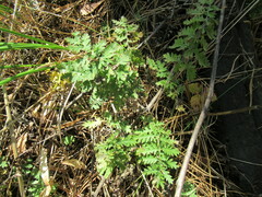 Artemisia tanacetifolia
