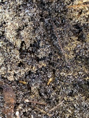 Lasius claviger