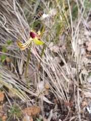Caladenia lobata