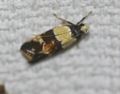 Placocosma hephaestea