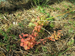 Euphorbia jenisseiensis