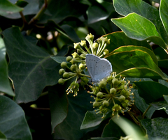 Celastrina argiolus
