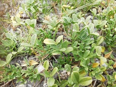 Psoralea repens