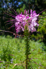 Cleome houtteana