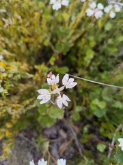 Xanthosia rotundifolia