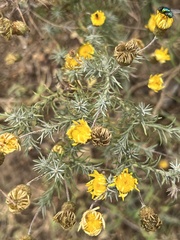 Leysera gnaphalodes