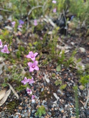 Boronia crenulata