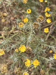 Leysera gnaphalodes