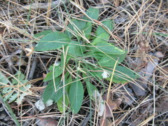 Viola gmeliniana
