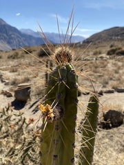 Corryocactus brevistylus