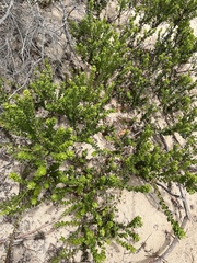 Morella cordifolia