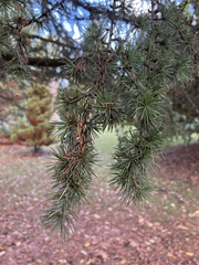 Cedrus libani