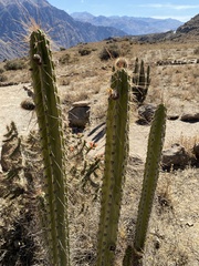 Corryocactus brevistylus