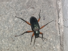 Strongylium erythrocephalum