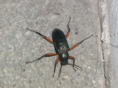 Strongylium erythrocephalum