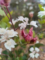 Xanthosia rotundifolia