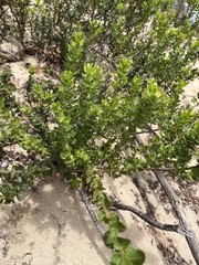 Morella cordifolia